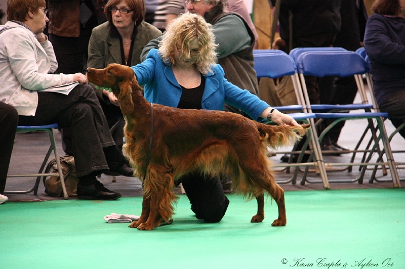 Crufts2011 358.jpg